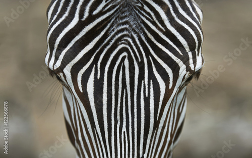 Fototapeta Naklejka Na Ścianę i Meble -  Zebra head close up from above