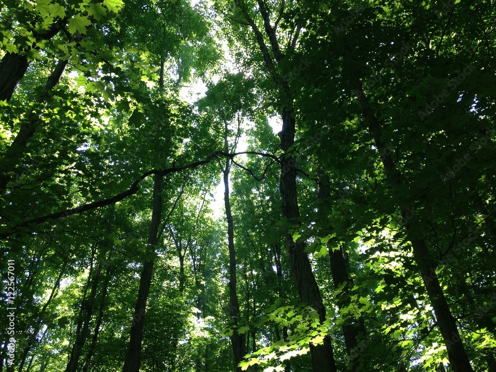 Fototapeta premium Green Nature Summer Forest Canopy