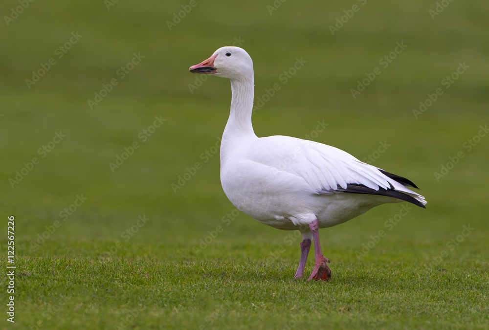 Snow Goose - Oak, Bay, BC Snow Goose - Oak, Bay, BC
