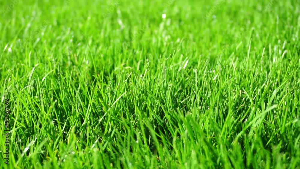 Background of bright green grass Background of bright green grass