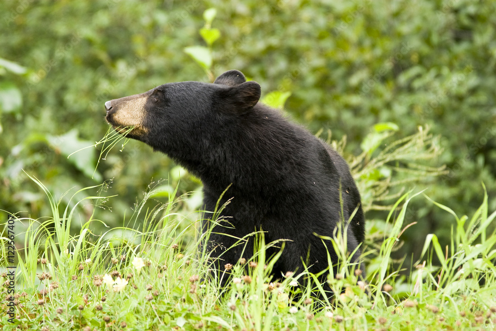 Black bear (Ursus americanus) feeding on grass in the coast mountains near town of Stewart in northern British Columbia, Canada Black bear (Ursus americanus) feeding on grass in the coast mountains near town of Stewart in northern British Columbia, Canada