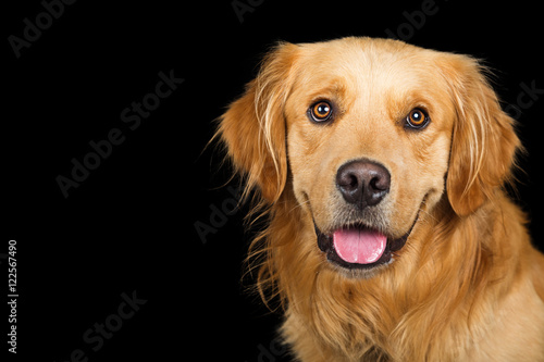 Fototapeta Naklejka Na Ścianę i Meble -  Portrait Happy Golden Retriever Dog Over Black
