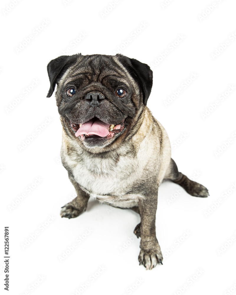 Pug Purebred Dog Sitting Looking Over White