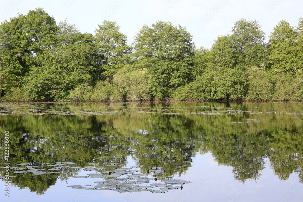 Forêt en bordure d'un lac.