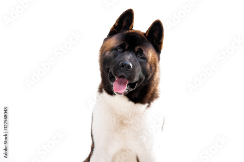 Portrait of a beautiful dog breed American Akita inu
