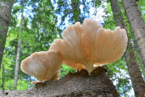 Oyster mushrooms on beech stump