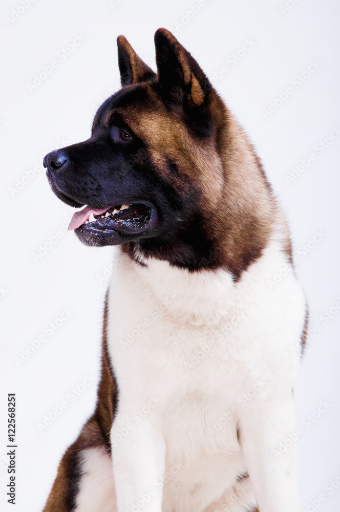 Portrait of a beautiful dog breed American Akita inu