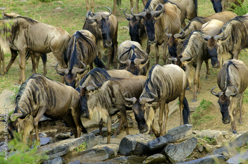 Common wildebeest (Connochaetes taurinus) in migration, Masai Mara Reserve, Kenya, East Africa photo