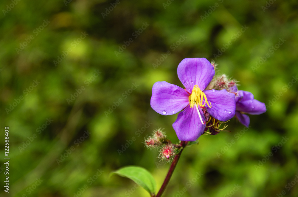 The blossoming myrtle flowers closeup