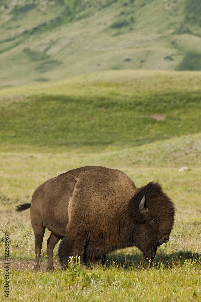 Bull Plains Bison, (Bison bison bison), Waterton Lakes National Park, Alberta, Canada Bull Plains Bison, (Bison bison bison), Waterton Lakes National Park, Alberta, Canada
