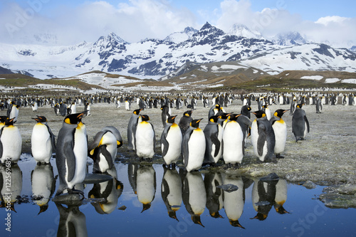 King penguins (Aptenodytes patagonicus) molting, Island of South Georgia, Antarctica