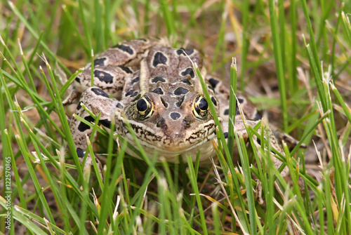 Northern Leopard Frog (Lithobates pipiens) at Saskatchewan landing Provincial Park