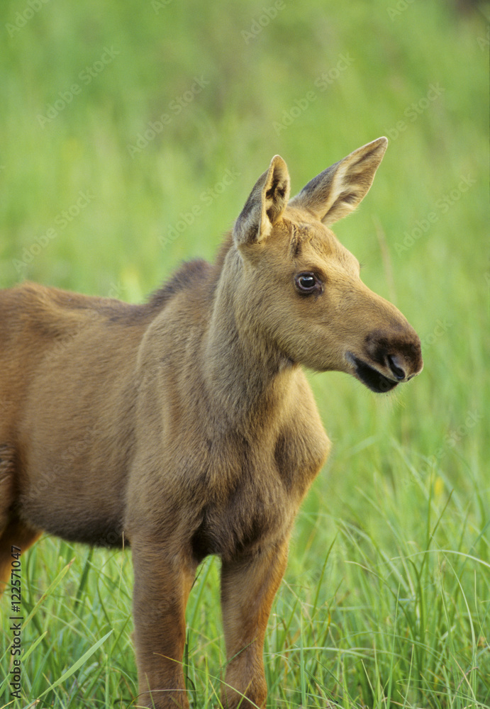 Moose (Alces alces) juvenile, Algonquin Provincial Park, Ontario, Canada Moose (Alces alces) juvenile, Algonquin Provincial Park, Ontario, Canada