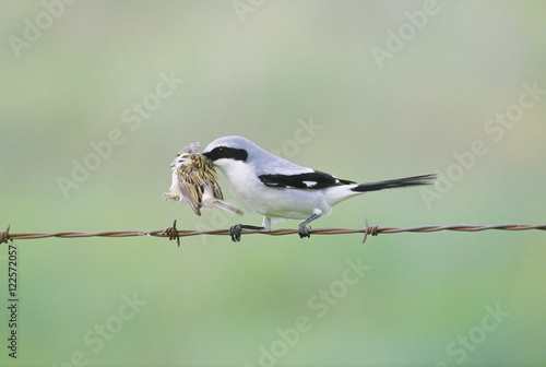 Loggerhead shrike (Lanius ludovicianus) with a freshly killed clay-colored sparrow (Spizella pallida), prairie grasslands, southern Alberta, Canada