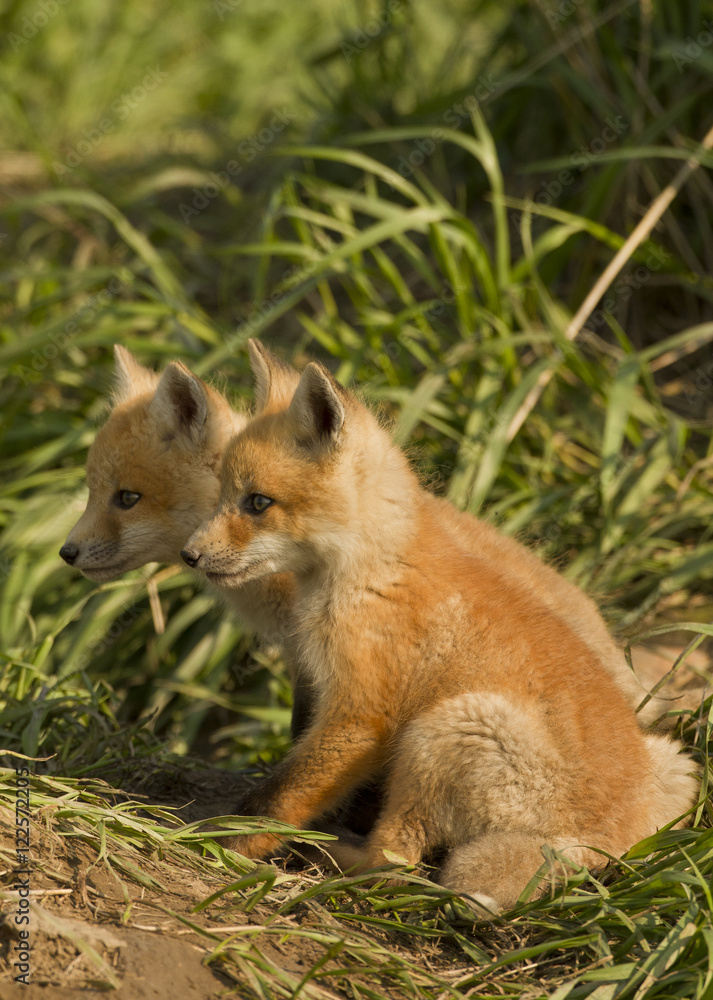 Red fox, Vulpes vulpes, Saskatchewan, Canada Red fox, Vulpes vulpes, Saskatchewan, Canada