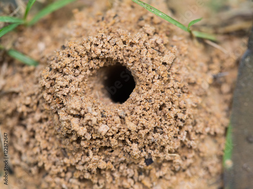 The Anthill
