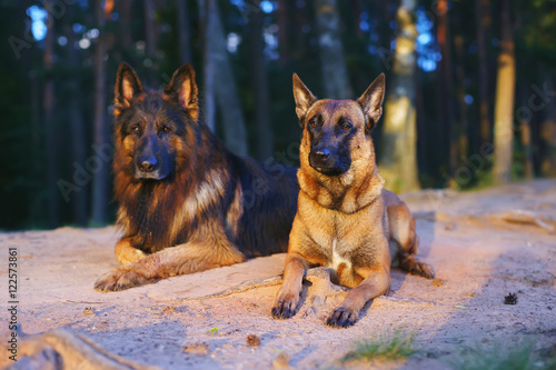 Wet Belgian Shepherd dog Malinois and long-haired German Shepherd dog lying outdoors on the ground