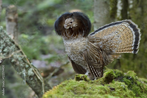Ruffed Grouse (Bonasa umbellus) drumming from atop a log in Manitoba, Canada.