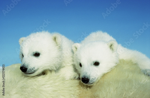 Three-month old polar bear cubs (Ursus maritimus) resting on their mother' s back, Arctic Canada. photo