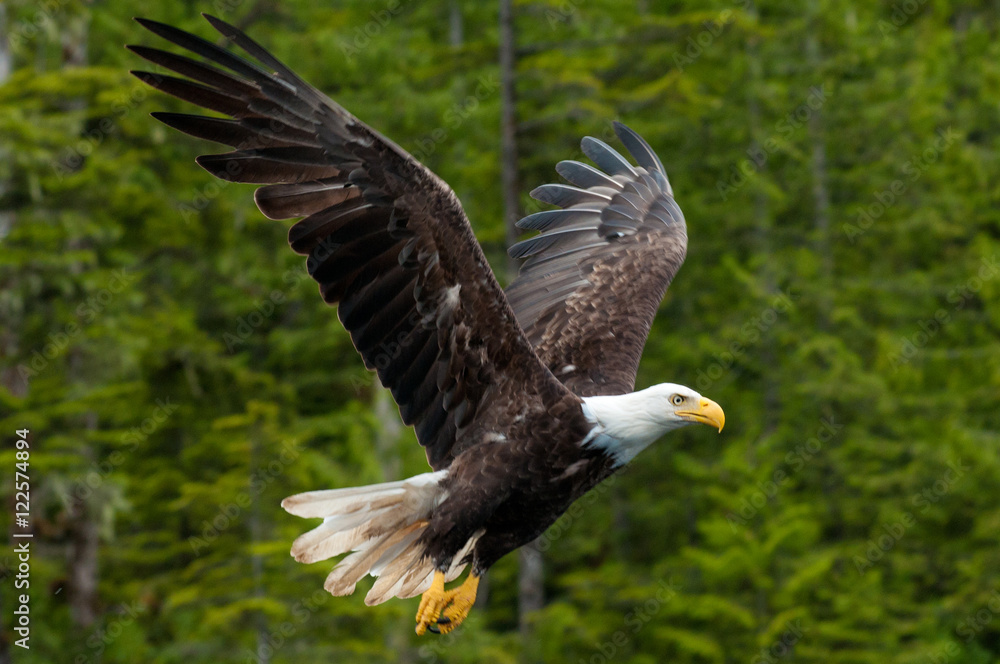 Fototapeta premium American Bald Eagles