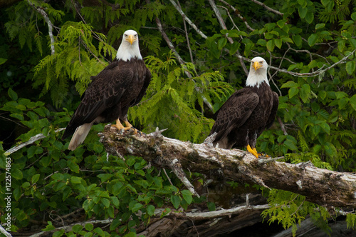Fotografie, Obraz American Bald Eagles