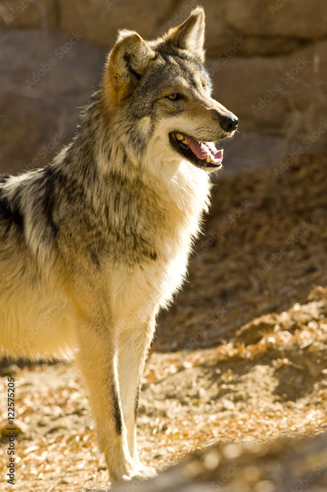 Fototapeta premium Mexican Wolf