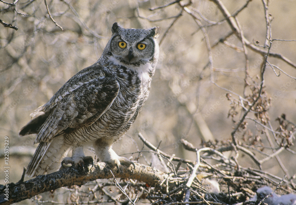Great Horned Owl, Alberta, Canada. Great Horned Owl, Alberta, Canada.