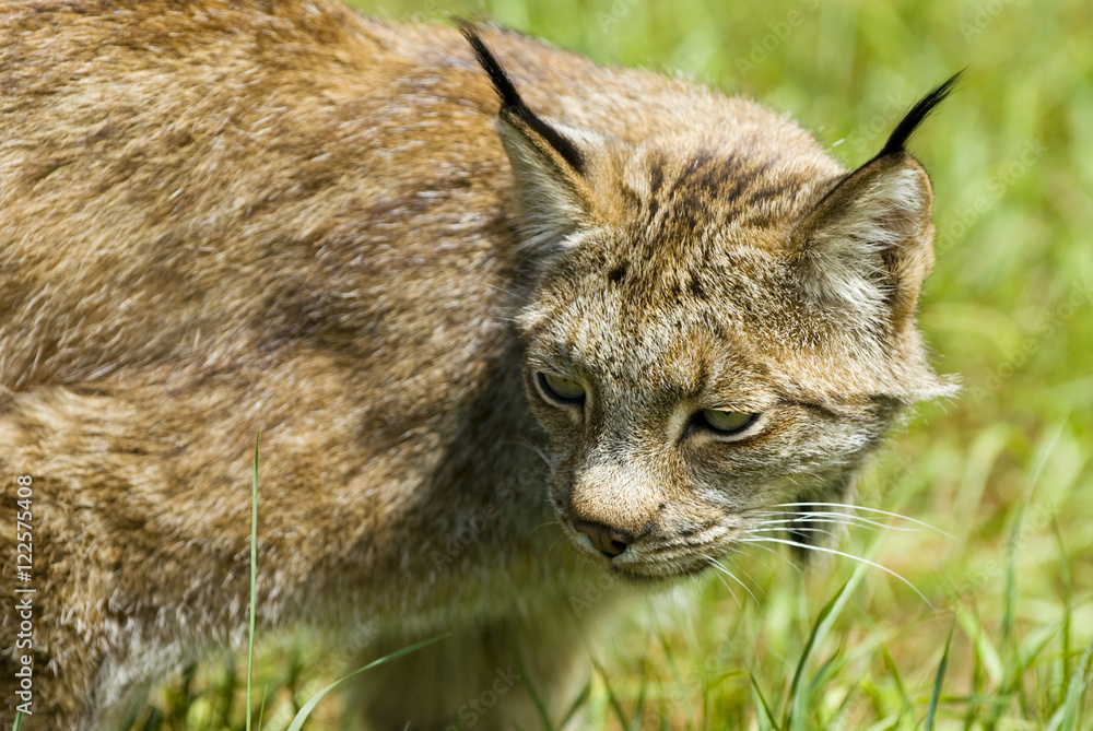 A canadian lynx, Kamloops, British Columbia, Canada. A canadian lynx, Kamloops, British Columbia, Canada.