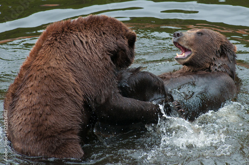 Bears © Acker
