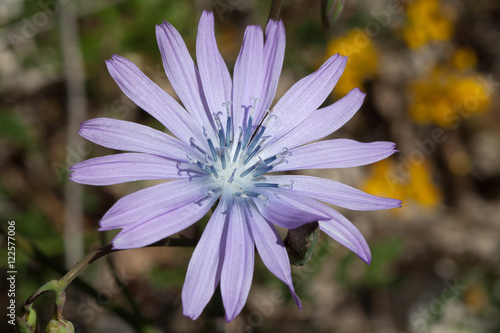 Macrophotographie d une fleur sauvage  Chicoree sauvage  Cichorium intybus 