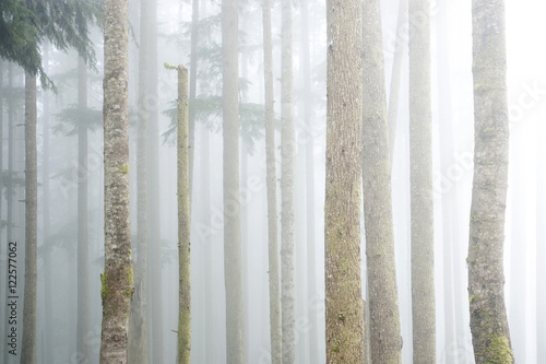 Fog moves through a patch of old-growth western hemlocks in the Gordon River Valley near Port Renfrew, Vancouver Island, British Columbia, Canada. photo