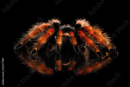 Fototapete Close-up Big hairy Red Tarantula Theraphosidae isolated Black Background with Re
