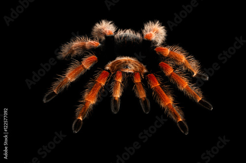 Top view on Big hairy Red Tarantula Theraphosidae isolated Black Background photo