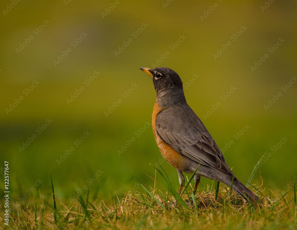 Robin standing on grass Robin standing on grass