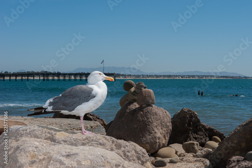 Seagull perched on rocks with surfers in background.