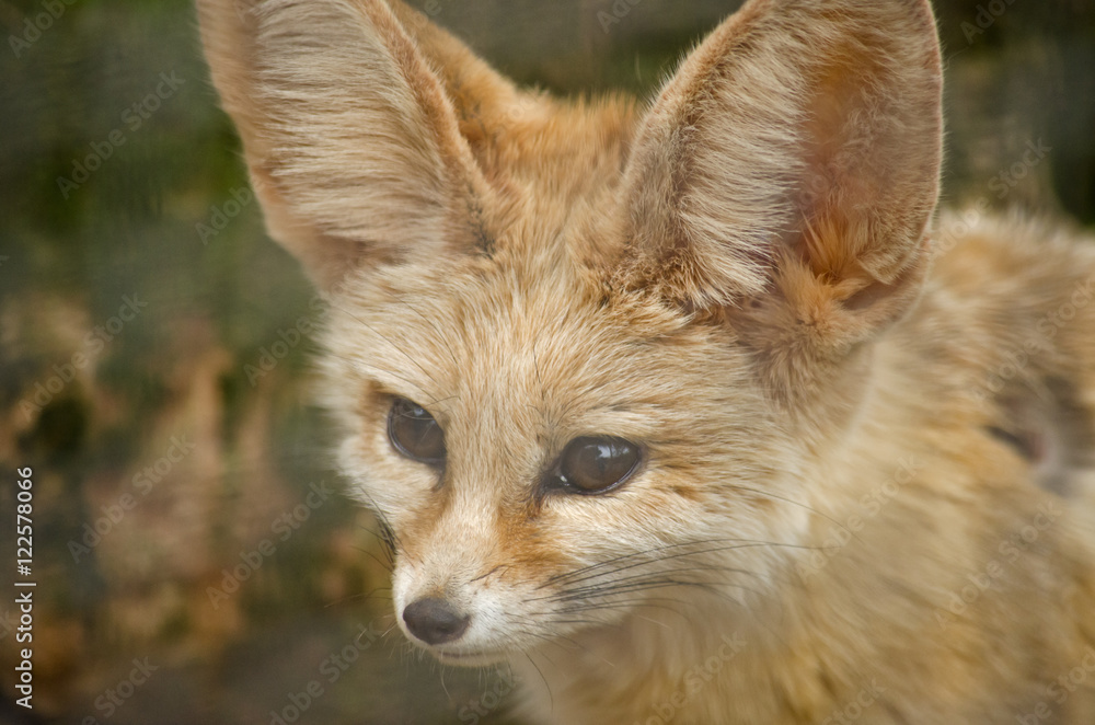 fennec fox fennec fox