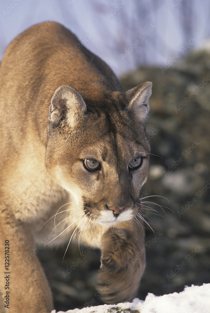 Buscar a tientas Posibilidades Culpable Cougar (Puma concolor) walking on rocky mountain slope in winter, Montana,  USA foto de Stock | Adobe Stock