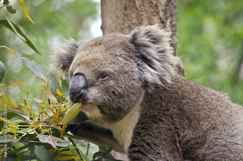 Fototapeta premium Australian koala