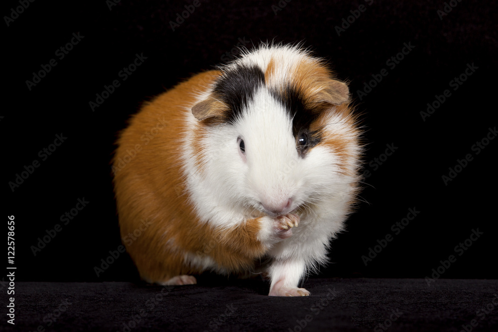 Adult male American Guinea Pigs (Cavia porcellus) Adult male American Guinea Pigs (Cavia porcellus)