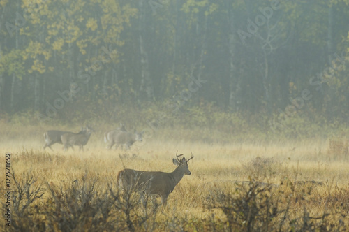 White-tailed Deer (Odocoileus virginianus) Adults in mist. As the weather cools and rutting time approaches males move into the areas where females with their young congregate. Waterton Lakes National Park, southwest Alberta, Canada. photo