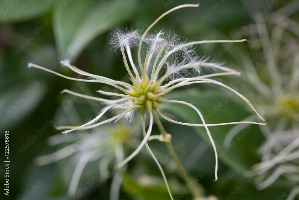 Macrophotographie d'une fleur sauvage: Clematite Vigne blanche (Clematis vitalba) Macrophotographie d'une fleur sauvage: Clematite Vigne blanche (Clematis vitalba)