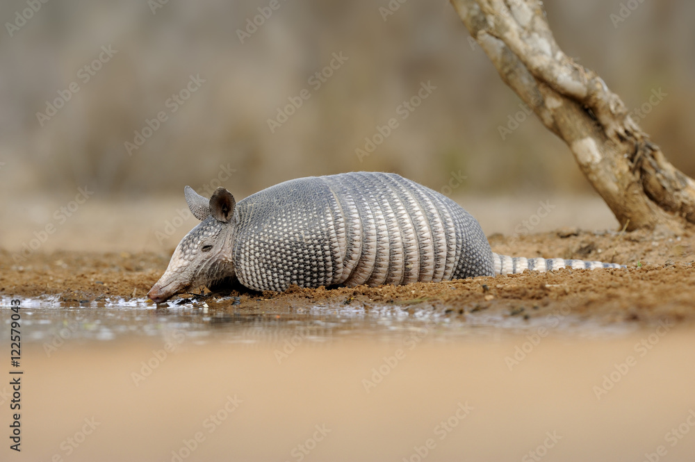 Armadillo (Armadillo Dasypodidae) at water hole in south Texas, United States of America Armadillo (Armadillo Dasypodidae) at water hole in south Texas, United States of America