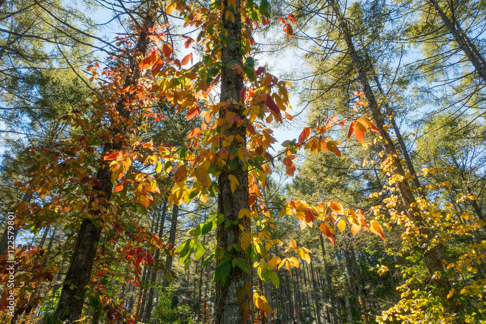 Autumn Forest