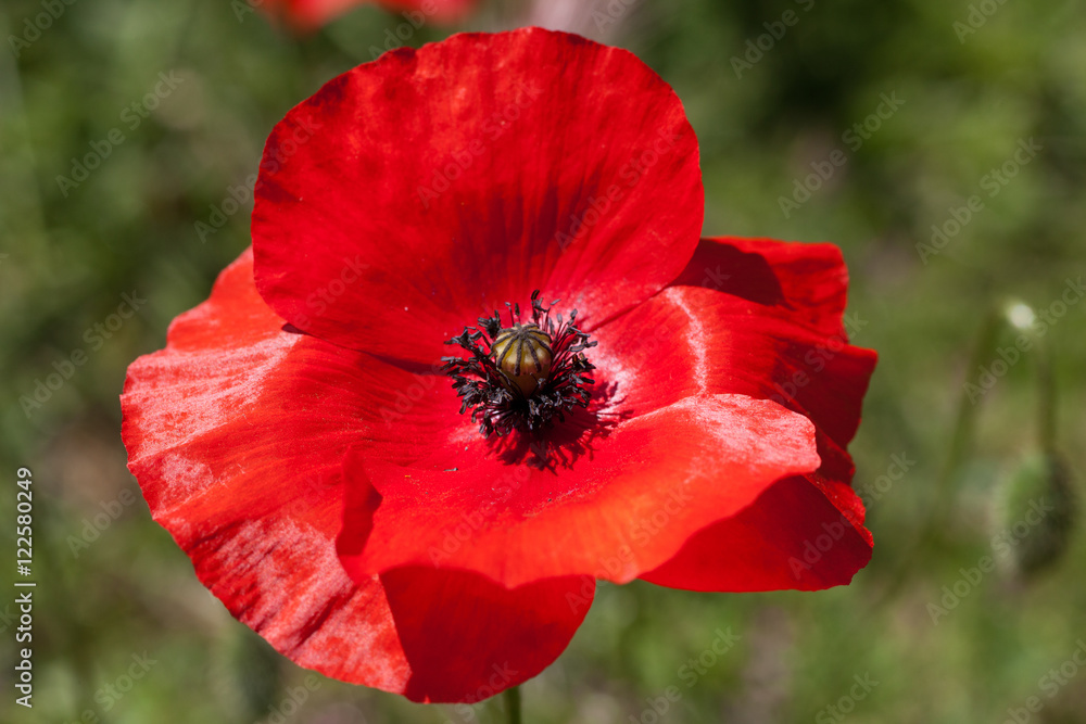 Macrophotographie d'une fleur sauvage: Coquelicot (Papaver rhoeas) Macrophotographie d'une fleur sauvage: Coquelicot (Papaver rhoeas)