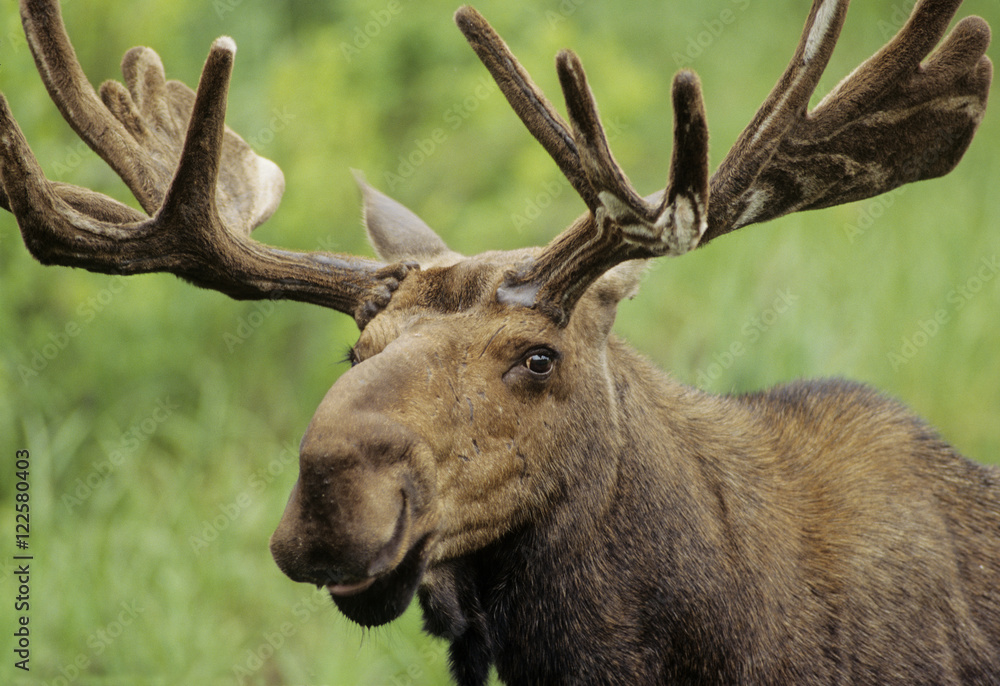 Moose (Alces alces) Adult Males, Ontario, Canada. Moose (Alces alces) Adult Males, Ontario, Canada.