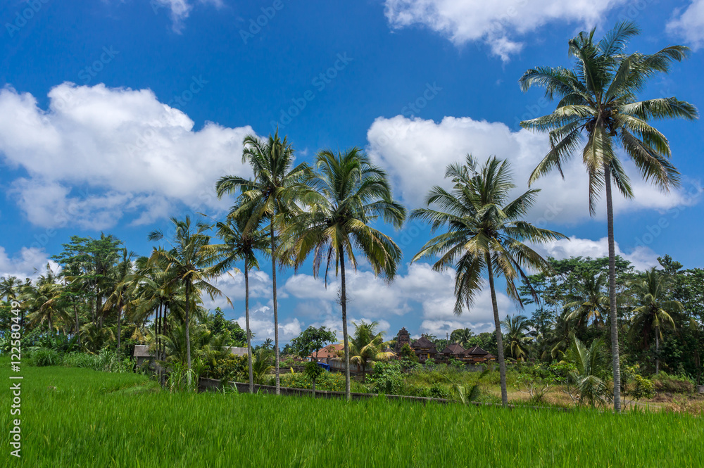 Rizière et palmier, Bali, Indonésie