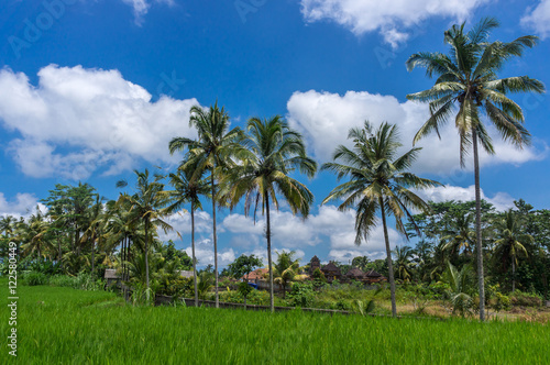 Rizi  re et palmier  Bali  Indon  sie