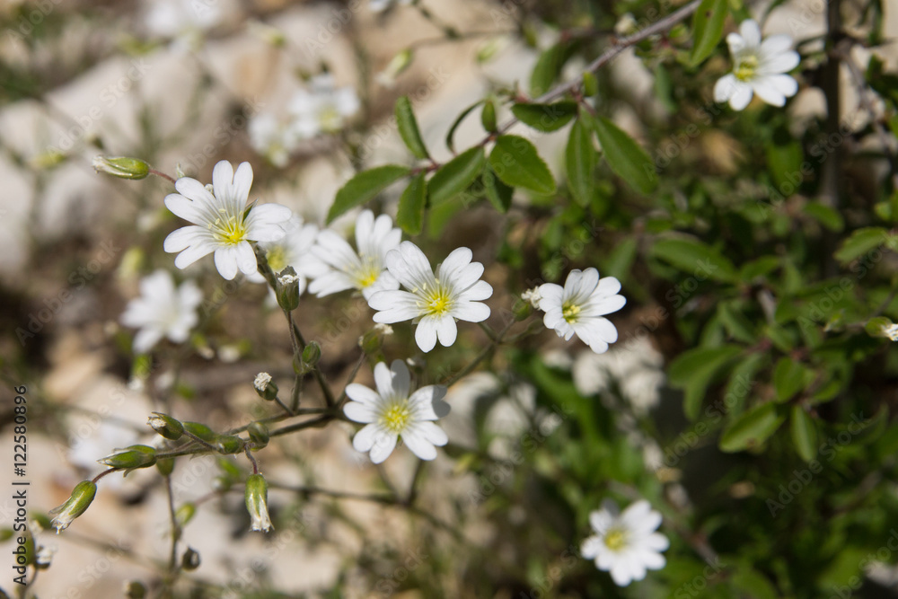 Macrophotographie d'une fleur sauvage: Ceraiste commun (Cerastium fontanum) Macrophotographie d'une fleur sauvage: Ceraiste commun (Cerastium fontanum)