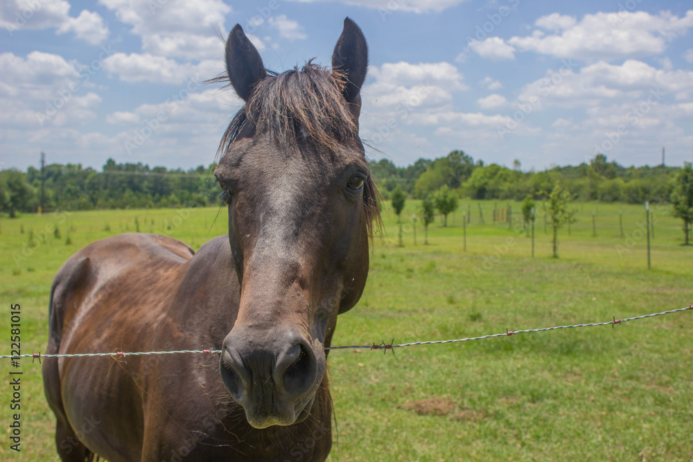 Fototapeta premium Horse