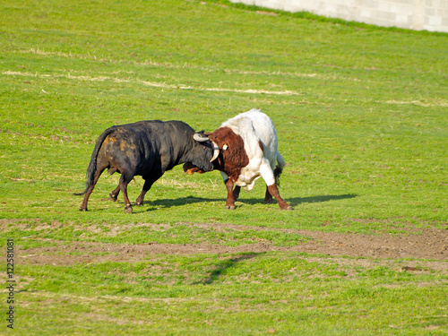 Toros en el campo peleando